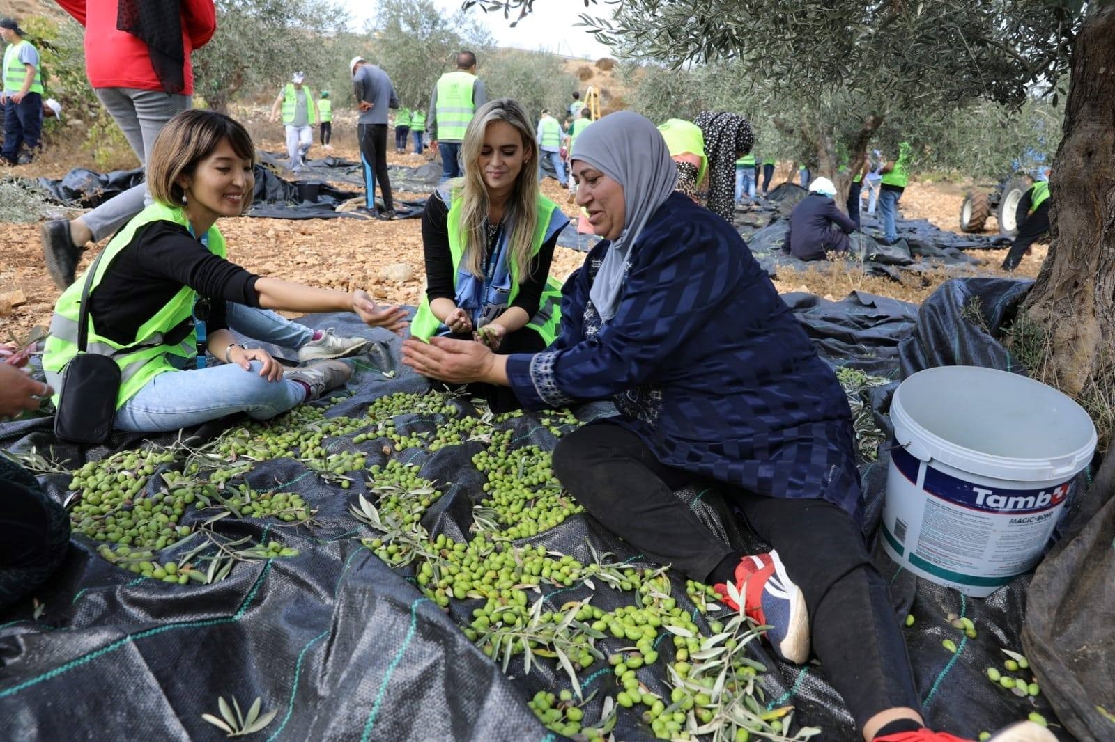 "أونروا" ومؤسسات أممية تشارك لاجئي بيت إكسا قطف ثمار الزيتون