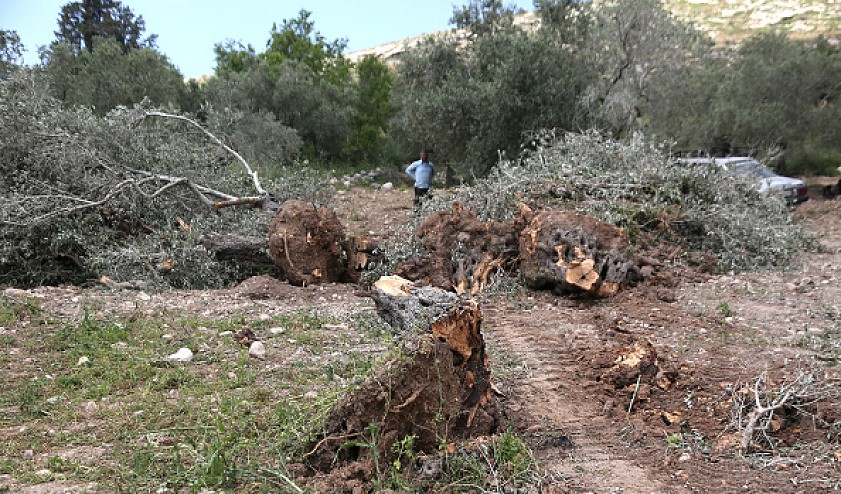 إرهاب المستوطنين يتصاعد بالضفة.. اعتداءات تستهدف الفلسطينيين ومقومات بقائهم على أرضهم